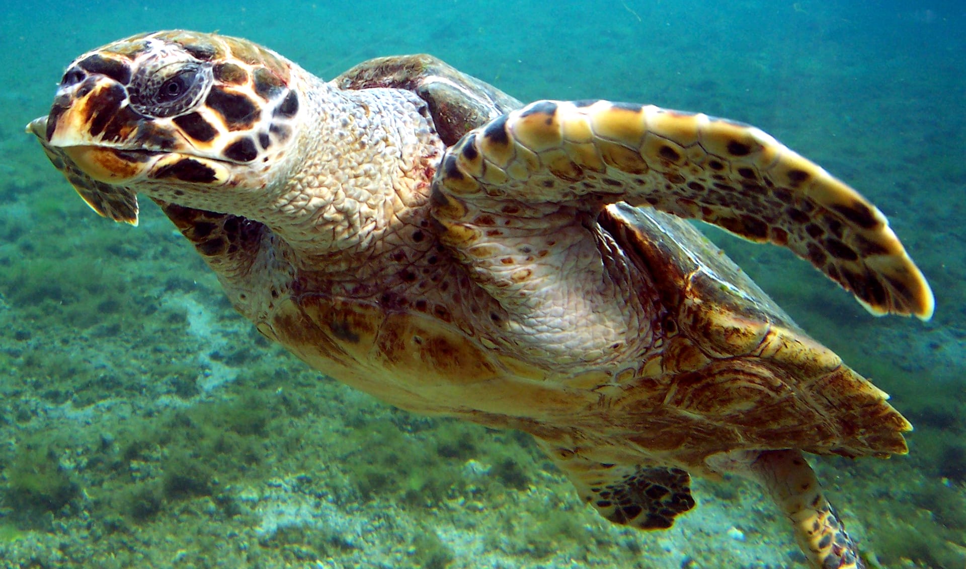 Comoros Biodiversity And Nature Conservation BioDB Comoros Biodiversity And Nature Conservation BioDB